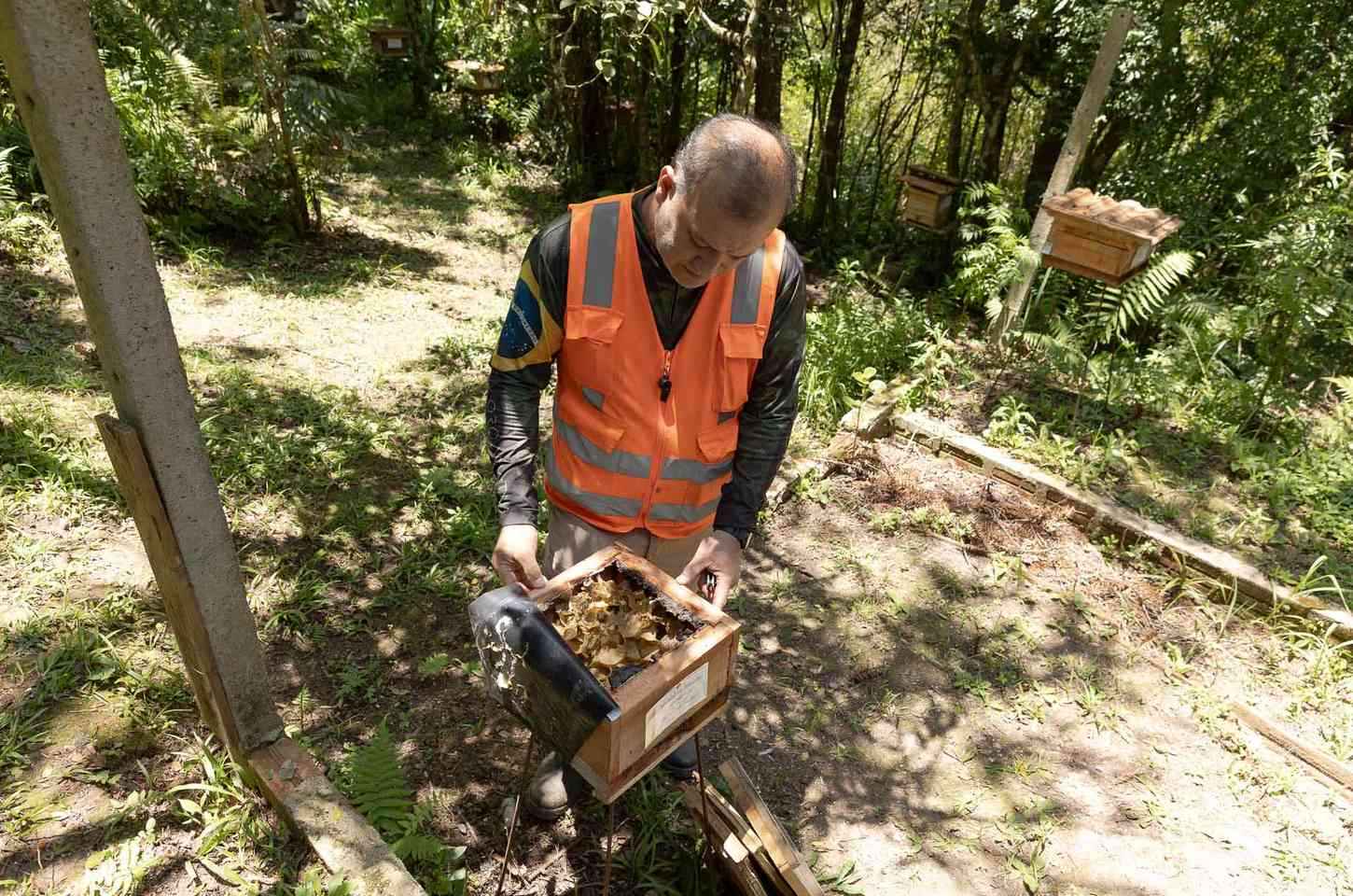 Sanepar resgata mais de 70 colmeias de abelhas nativas no reservatório Miringuava