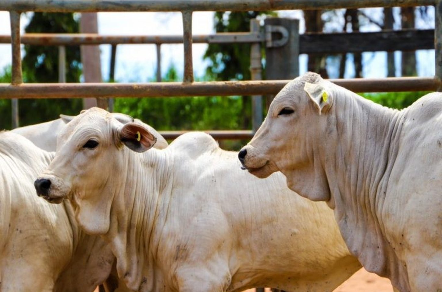 São Paulo cria fundo para proteger pecuaristas em caso de febre aftosa