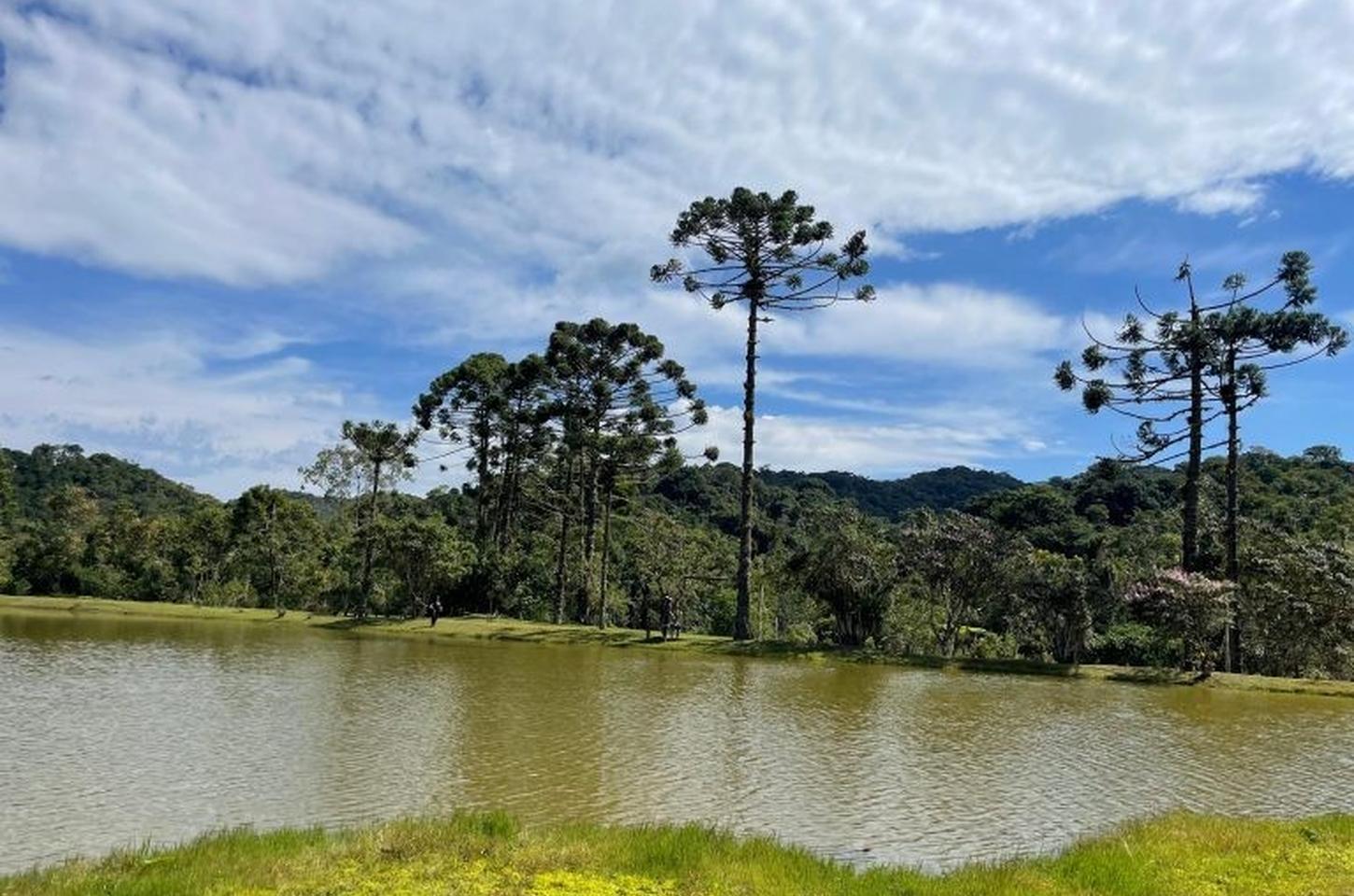 São Paulo lança edital para salvar a araucária com pagamentos a produtores