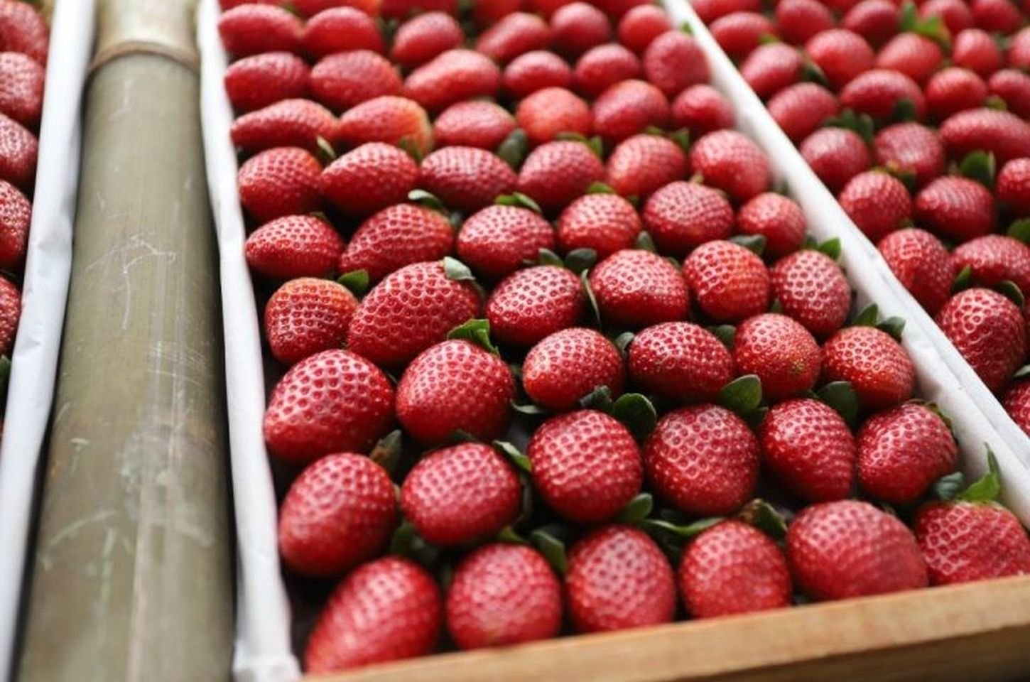 São Paulo libera R$ 3 milhões em crédito para modernizar cultivo de morango