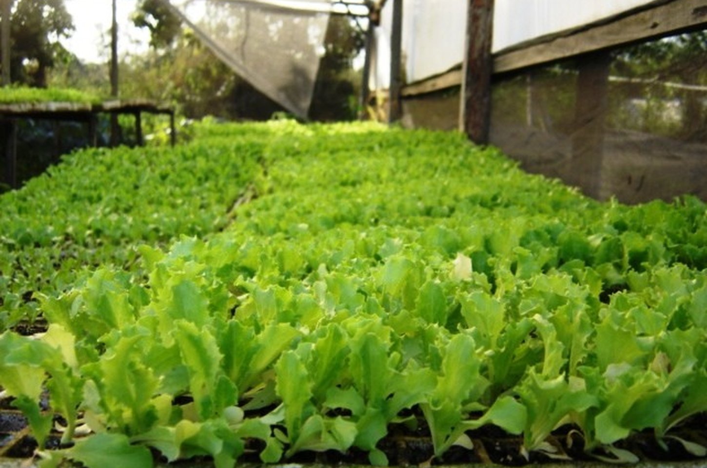 São Paulo lidera produção e consumo de alface no Brasil