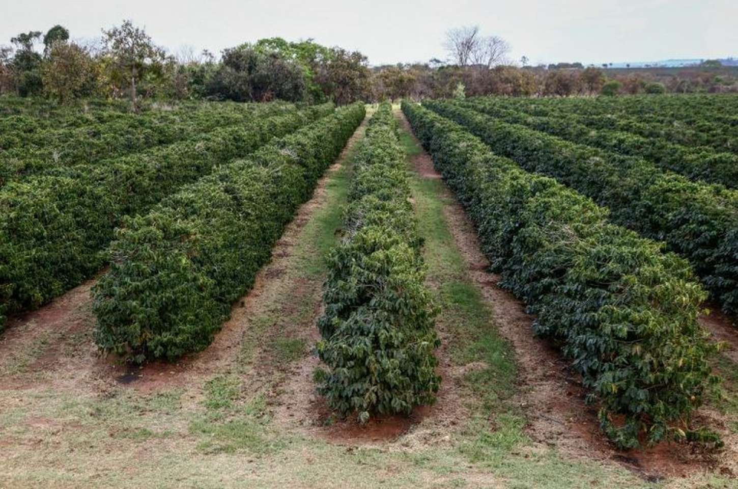 São Paulo orienta produtores para safra 2025/2026 com boletins técnicos