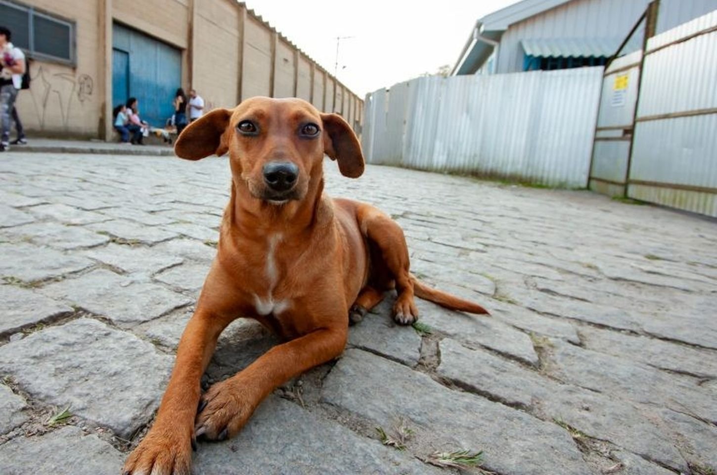 São Paulo reforça proteção animal com denúncias online e leis mais rígidas