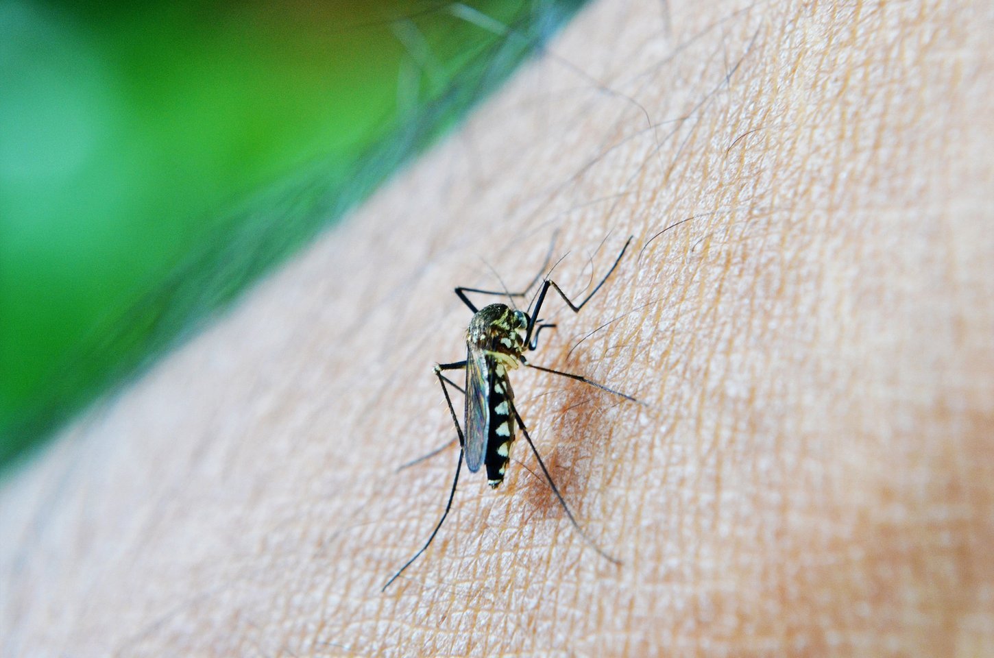 São Paulo registra primeira morte por dengue em 2025