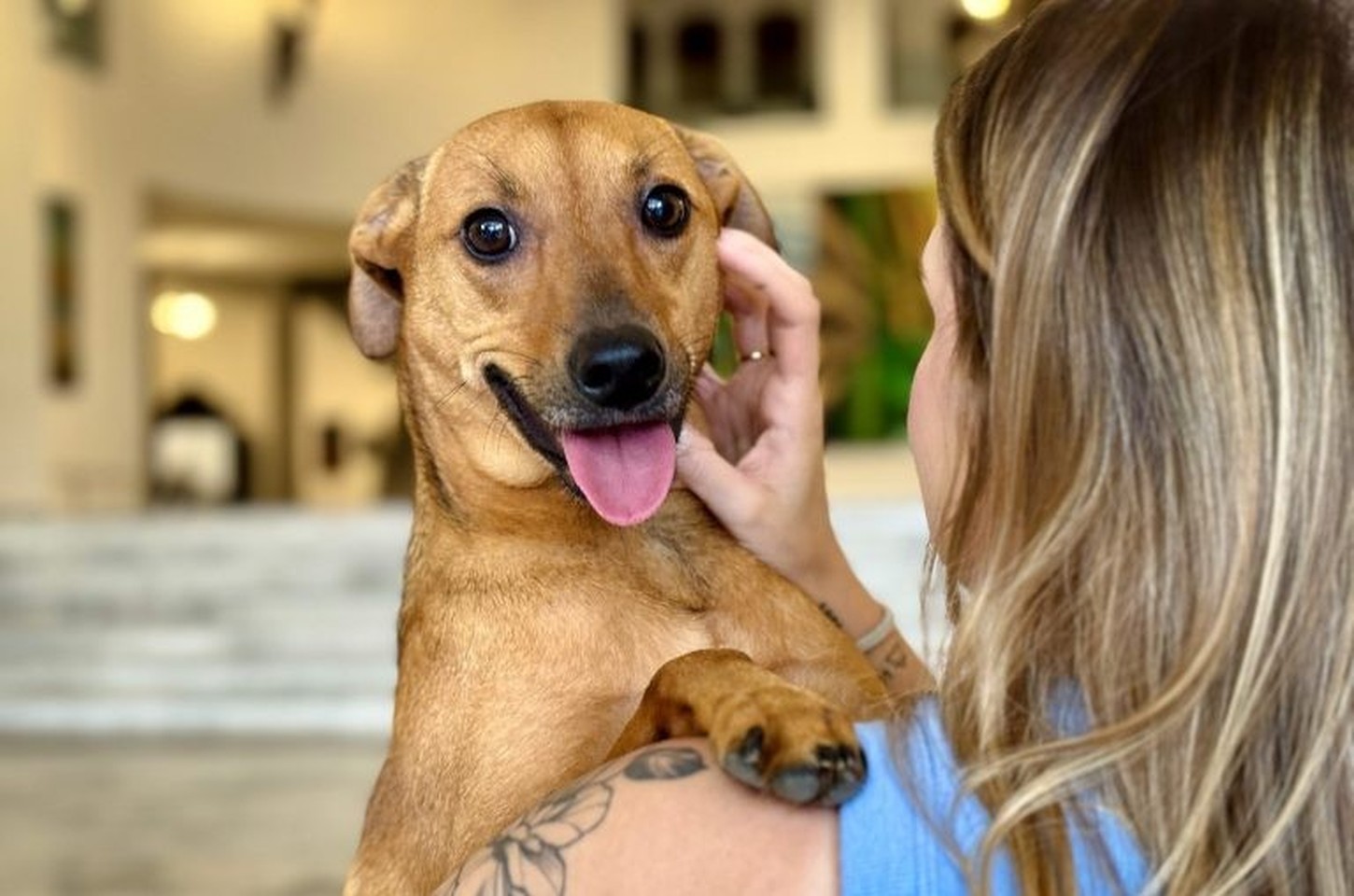 São Paulo transforma proteção animal em política pública com leis inéditas