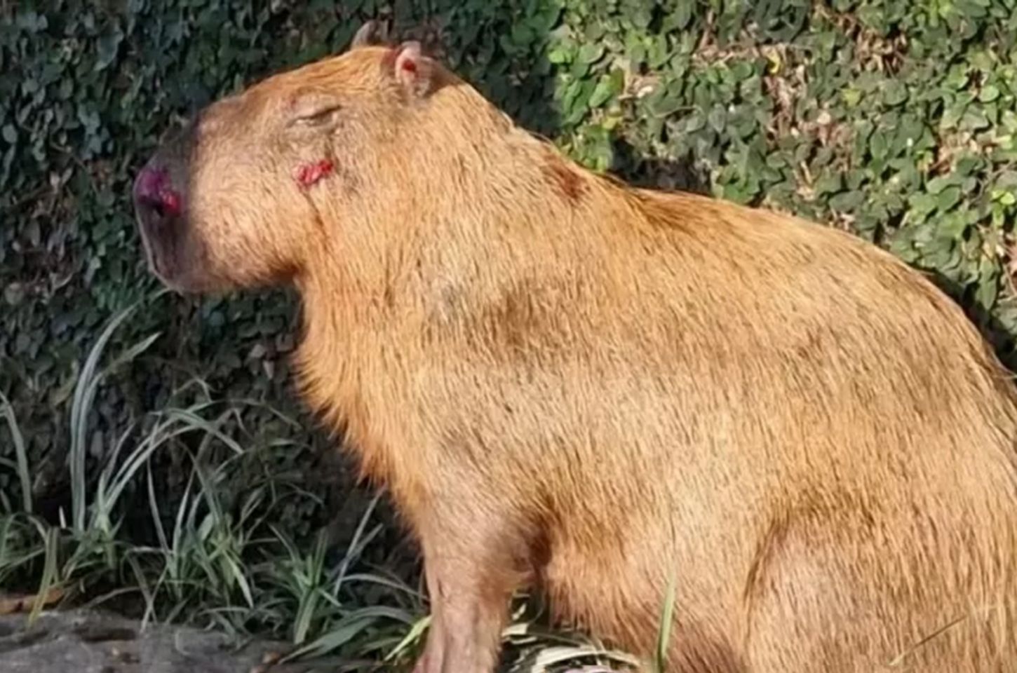 Seis homens são denunciados por espancamento cruel de capivara no Rio