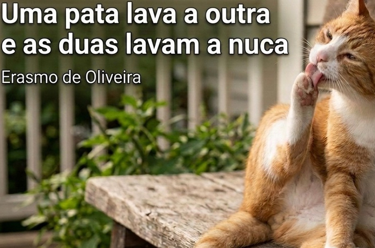 Seu patrão é um cachorro!