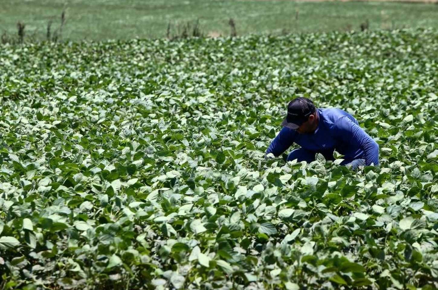SP Produz injeta R$ 35 milhões e reconhece 99 novas Cadeias Produtivas Locais em 2025