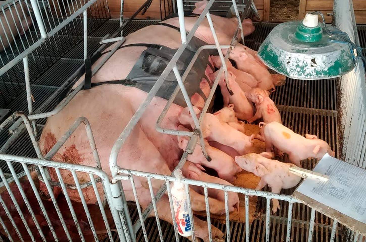 Startup paranaense cria cinta massageadora para porcas em trabalho de parto