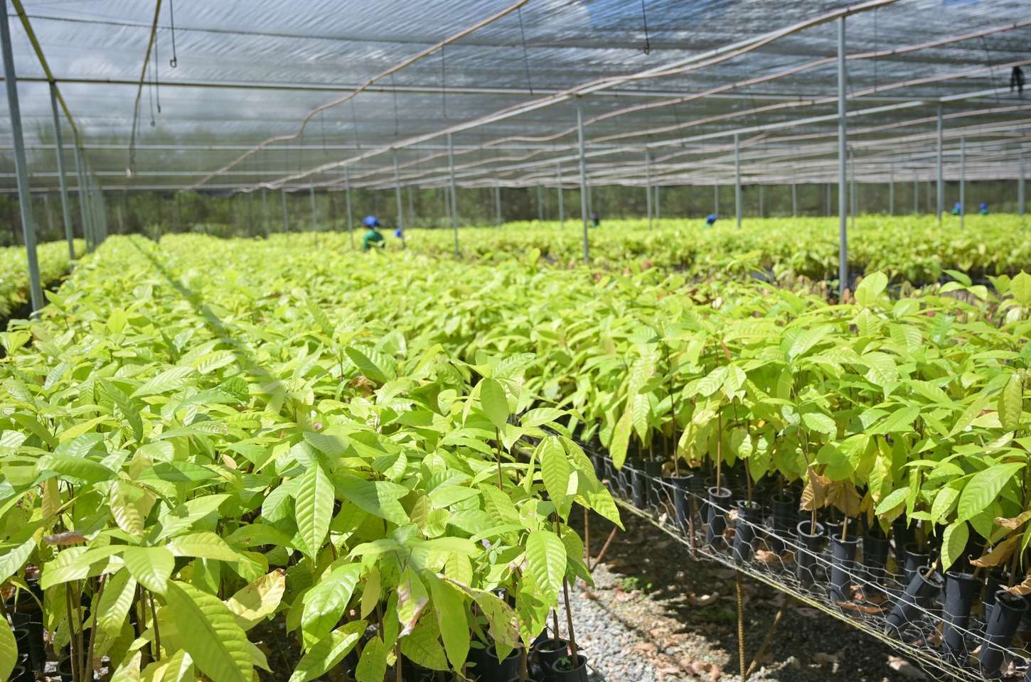 Startups e produção sustentável impulsionam bioeconomia na Amazônia