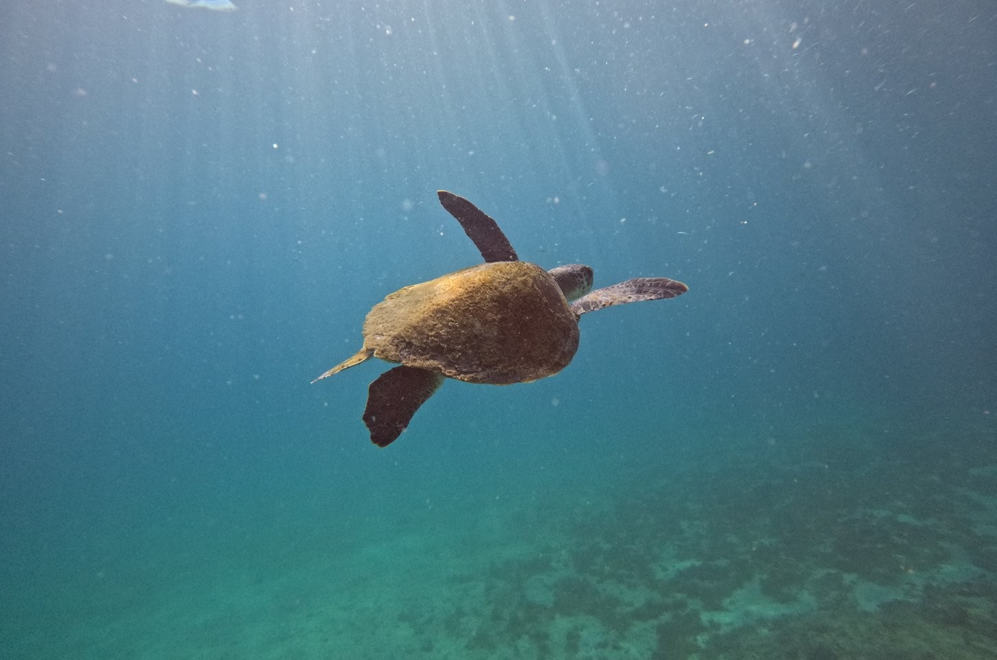 Tartarugas marinhas de Arraial do Cabo têm origem rastreada por projeto