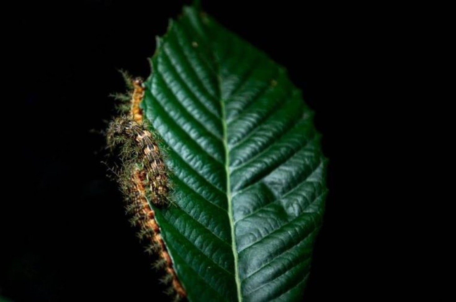 Taturanas: o perigo escondido nas árvores e o soro que salva vidas