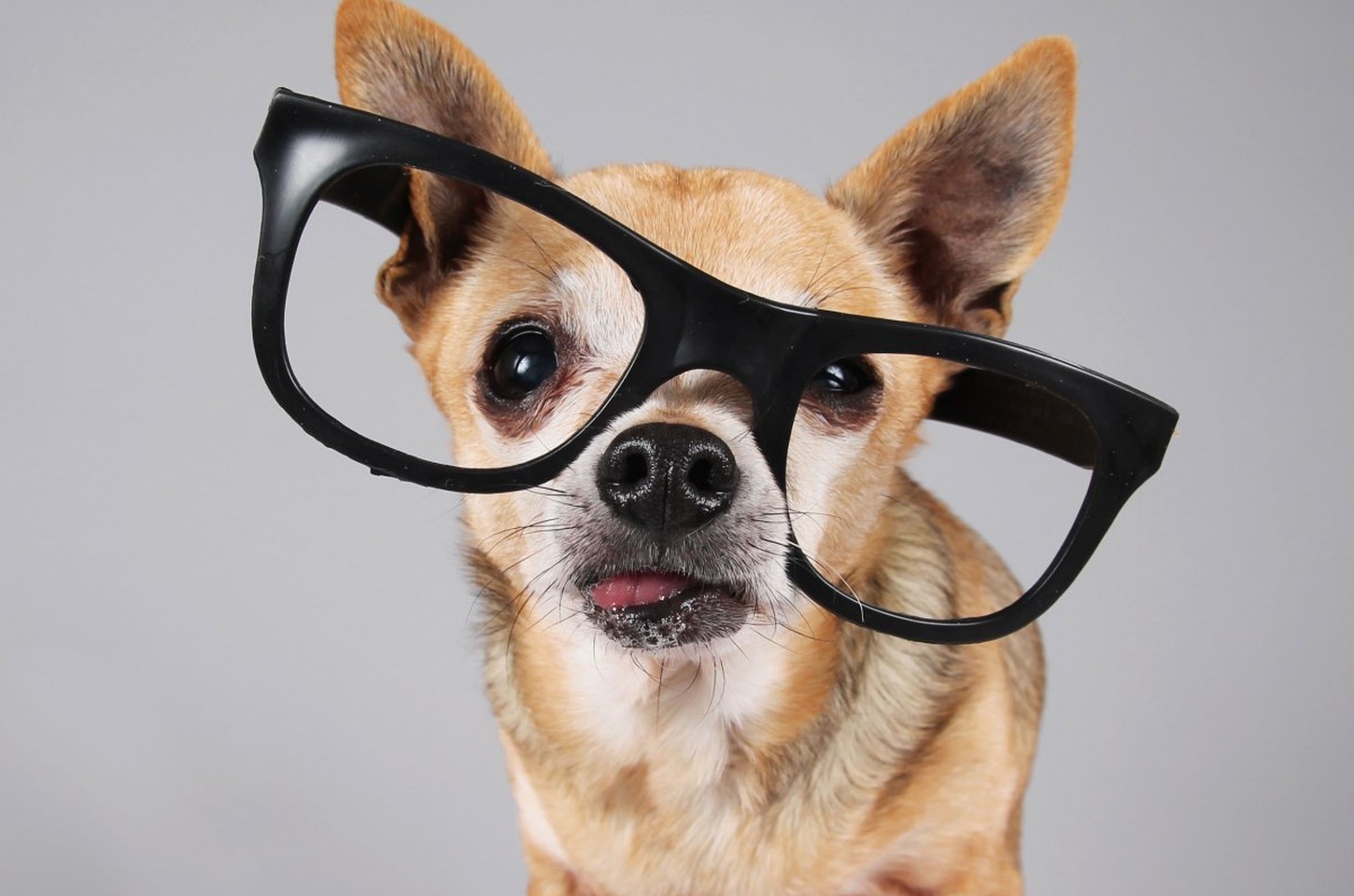 Tecnologia para Pets: IA e GPS transformam cuidado animal