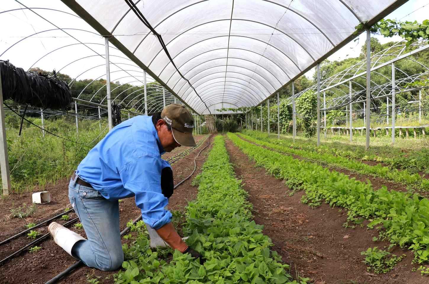 Tecpar seleciona bolsistas para programa estadual de certificação de orgânicos