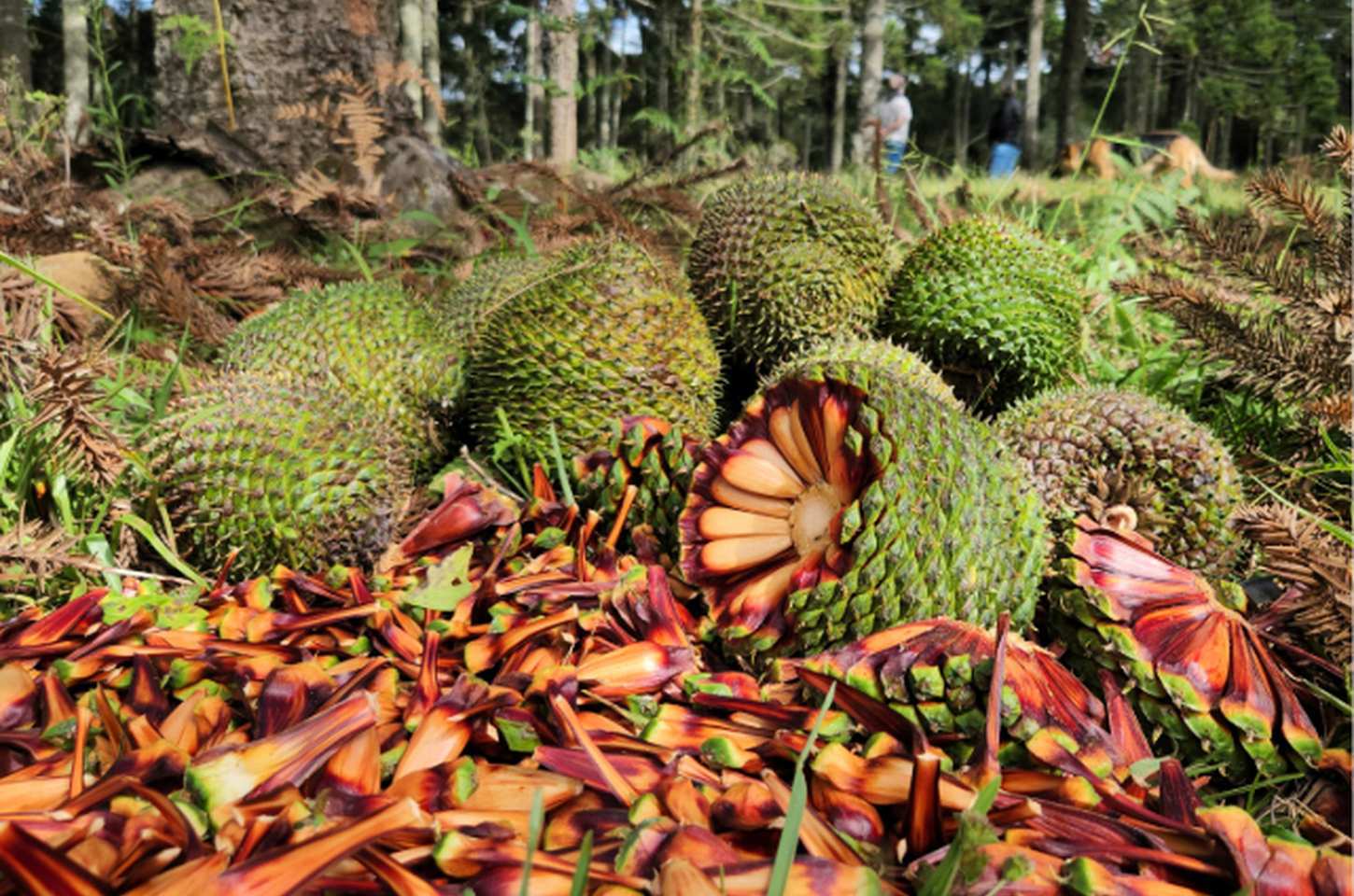 Temporada do pinhão começa no Paraná com nova data para colheita