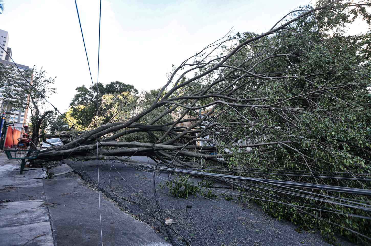 Terceira morte por temporal em SP: árvore cai sobre ponto de ônibus