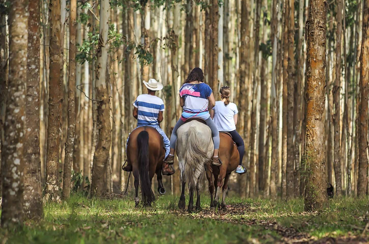Turismo rural no Paraná: setor em expansão e com perfil familiar