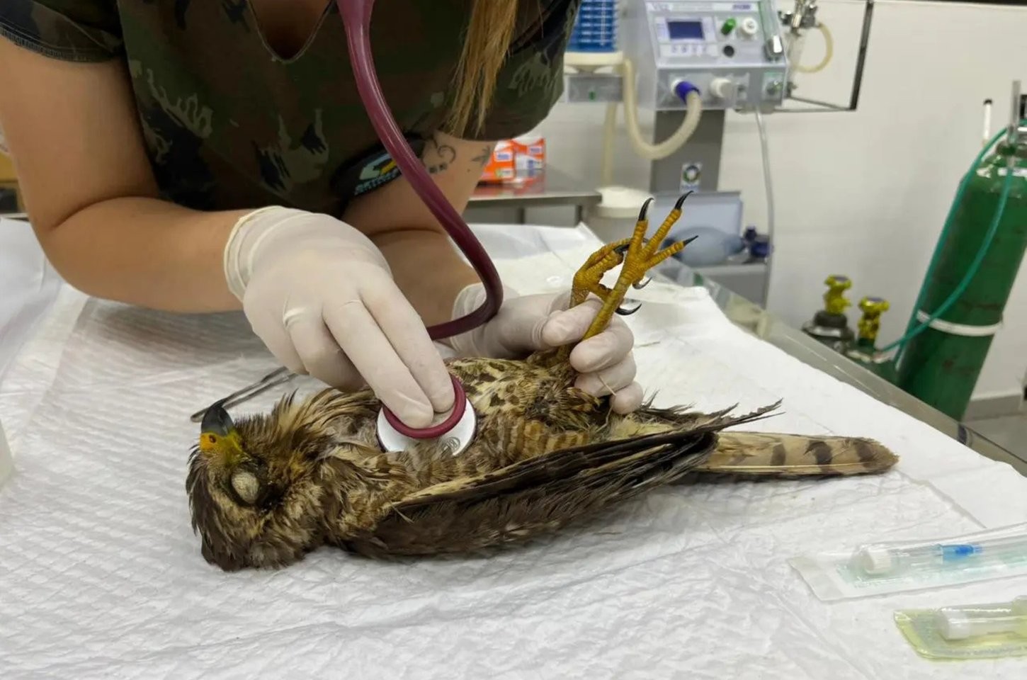 Unicentro lidera resgate de animais silvestres após tornado no Paraná