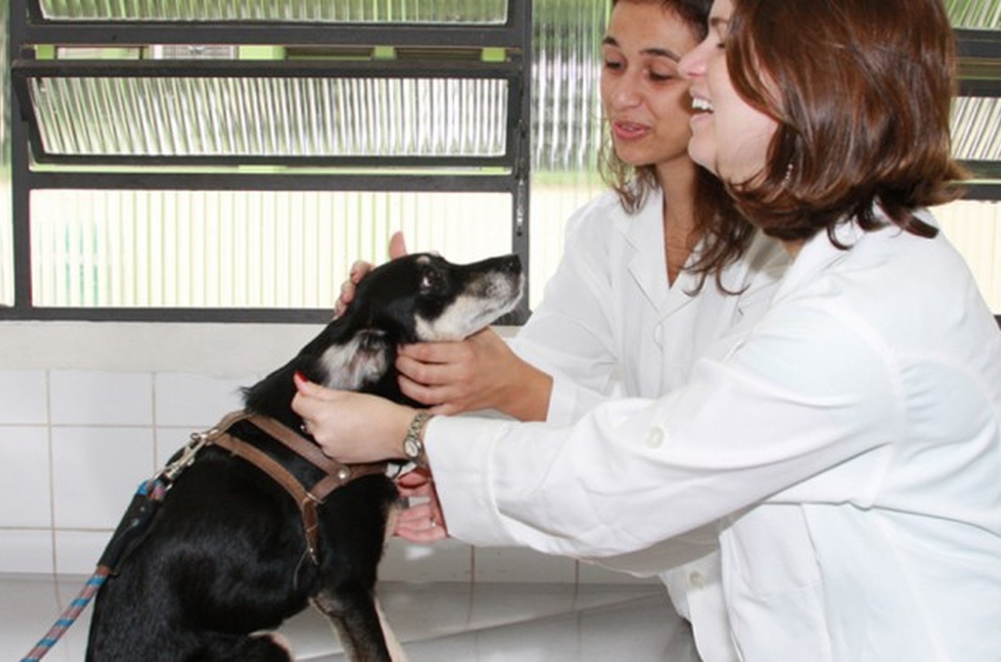 USP lança projeto 'Ame Mais Animais' para formar estudantes em campanhas de valorização animal