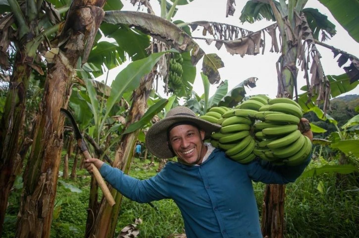 Vale do Ribeira conquista Indicação Geográfica para banana Cavendish e Prata