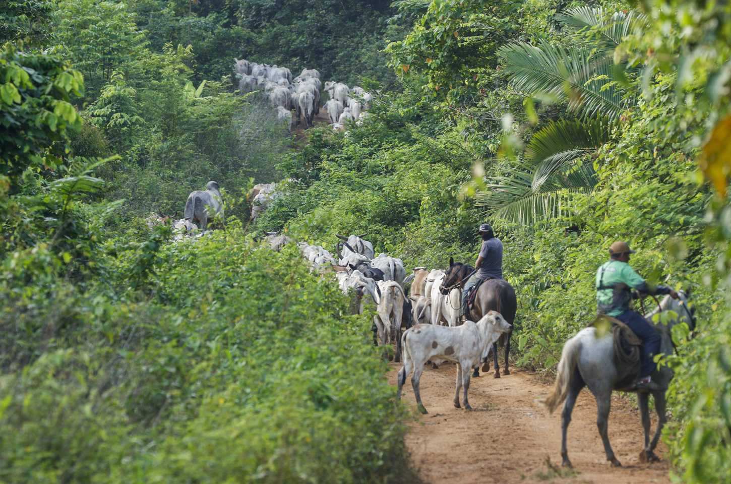 Vaqueiro do Ibama é assassinado em emboscada durante operação no Pará