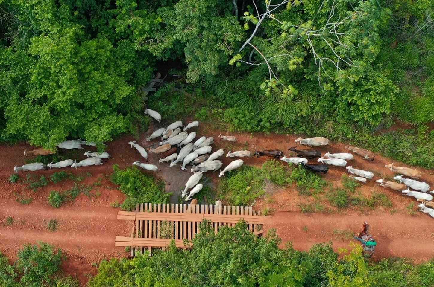 Vaqueiro do Ibama é morto em emboscada durante operação em terra indígena