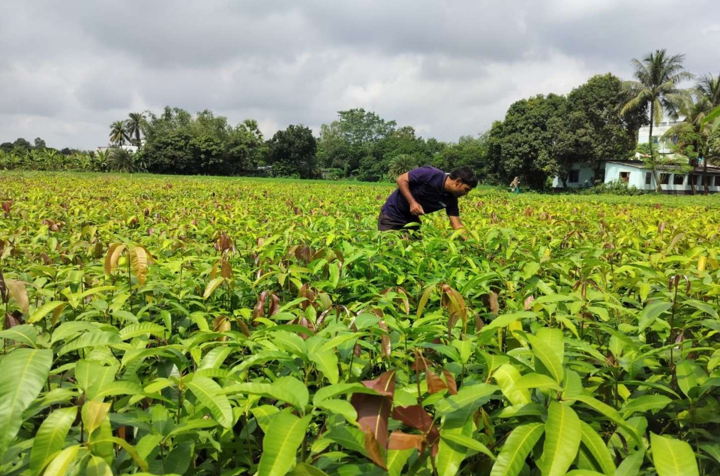 Varaha capta US$ 20 mi para escalar remoção de carbono do Sul Global
