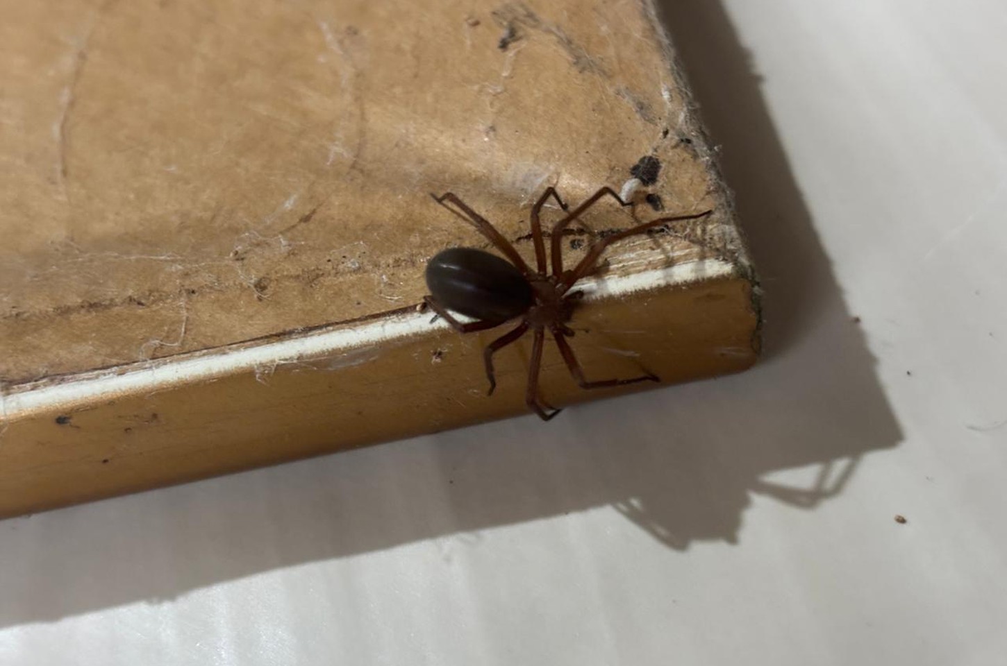Verão exige cuidado redobrado com aranhas no Paraná