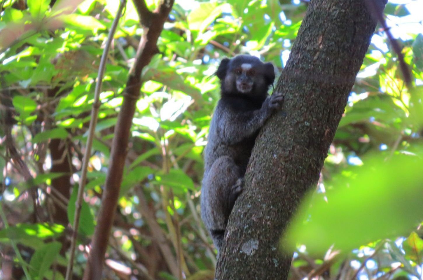 Verão nas estradas exige cuidado redobrado com a fauna silvestre