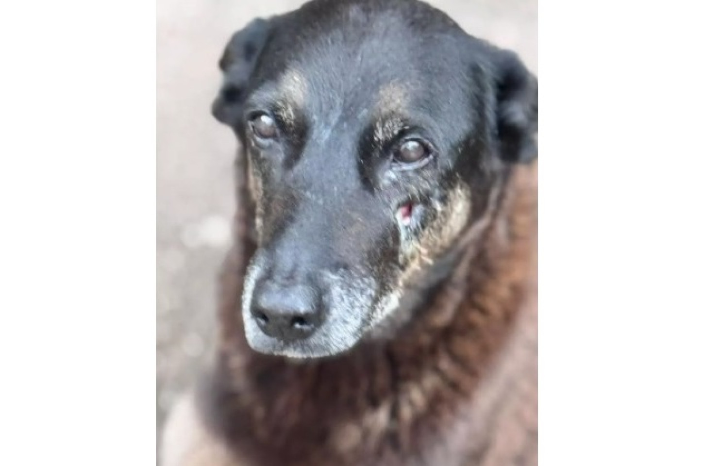 Vidas animais importam, sim!